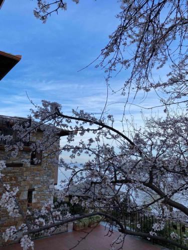 a branch of a tree with white flowers on it at Hotel Maistra in Tsagarada