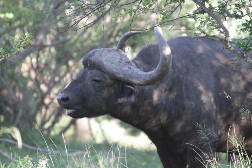 a bull with long horns standing in the grass at Morokolo Safari Lodge Self-catering in Pilanesberg