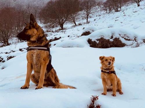 Mascotas con sus dueños en La casa del dog trekking