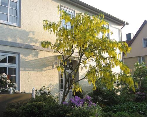 a tree in front of a house at Altes Schulhaus in Bad Schwartau