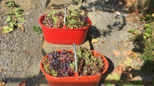 two buckets of fruit sitting on the ground at Agriturismo LaValleggia in Tovo San Giacomo