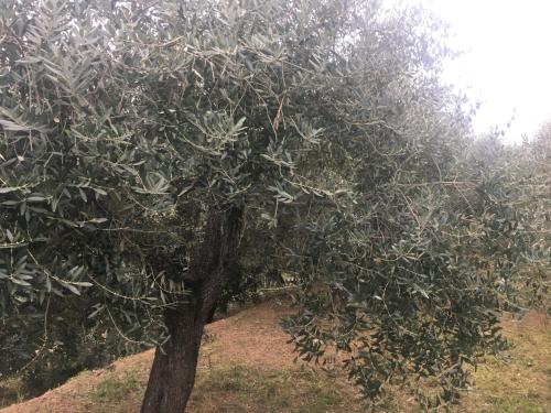 an apple tree with lots of leaves on it at Agriturismo LaValleggia in Tovo San Giacomo