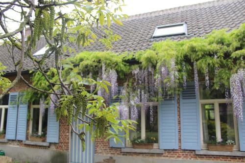 a house with blue shutters and wisteria at Saffels Nest 33 in Lochristi
