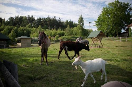 a group of horses and a goat in a field at Zielone Wzgórza in Bytów