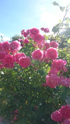 a bunch of pink roses on a bush at Ubytovaní Šaslun in Kolešov