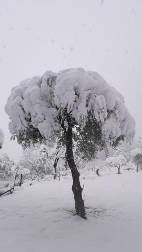 a tree covered in snow in a field at Masseria boutique b&b in Montella