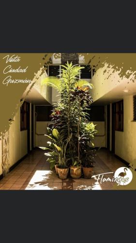 a group of plants in pots in a room at HOTEL FLAMINGOS DE CIUDAD GUZMAN in Ciudad Guzmán