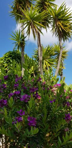 two palm trees and purple flowers in front of palm trees at Villa Quinta da Violeta in Loulé