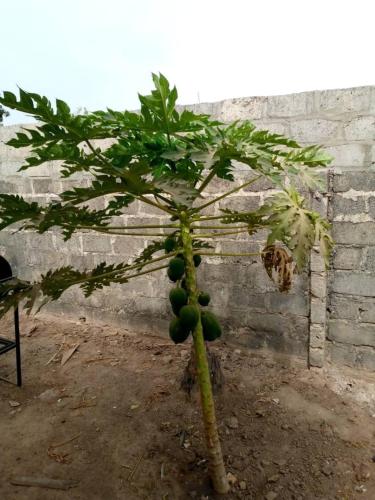 a tree with lots of green fruit on it at Remarkable 4-Bed with air conditioning in Brikama in Brikama