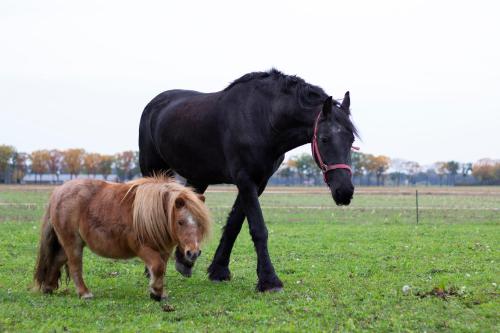 a black horse and a brown pony in a field at Op d'n Stolberg in Weert