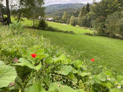 a green field with red flowers in the grass at Apartamenty Carpe Diem in Ustroń