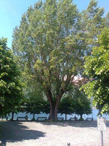 a large tree in a park with benches under it at Uliveto in Sulzano