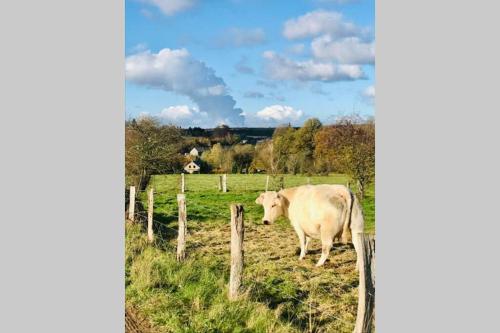 a white cow standing in a field behind a fence at Lovely Meadow House in the land of Croix Scaille in Gedinne