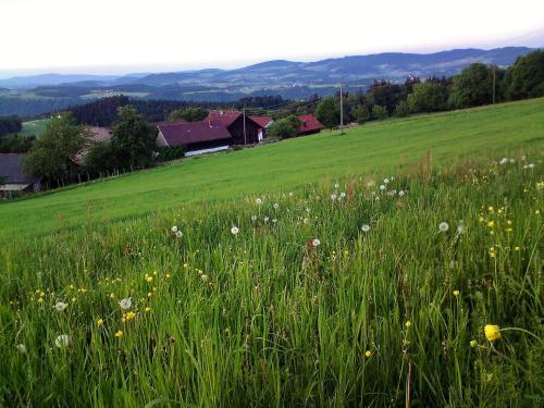 a field of grass and flowers in a field at Gasthof-Pension Zum Haugstein - Familie Eder in Engelhartszell