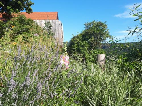 a garden with tall grass and purple flowers at Südalpen Lofts in Bleiburg