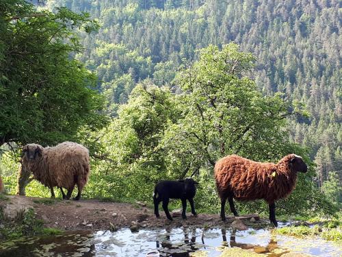 a group of sheep standing on a hill near water at Südalpen Lofts in Bleiburg