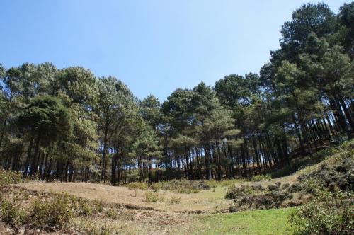 a forest of trees on top of a hill at Hotel Mount Paradise in Nagarkot