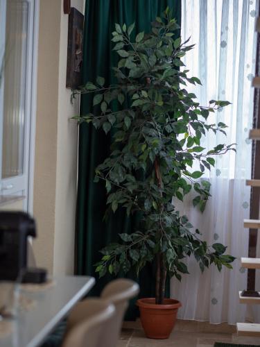 a plant in a pot in front of a window at ȘURA LU' PĂTRU in Vulcan