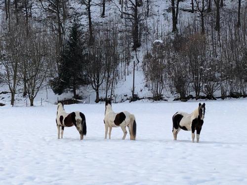 three horses standing in a snow covered field at Il Bosco - vicino al lago, vicino alle montagne in Ballabio