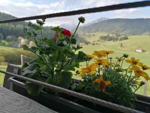 a bunch of flowers sitting in a window sill at Maso Stella in Castello Tesino