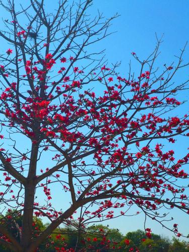 a tree with red flowers on it at Hotel Harmony in Khajurāho