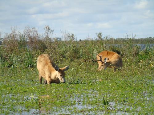 Gallery image of Iberá Porá in Colonia Carlos Pellegrini