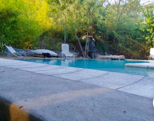 a black cat standing in a swimming pool at Exquisita habitación en suite en el corazón de Chacras de Coria in Chacras de Coria