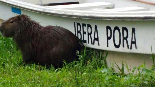 Gallery image of Iberá Porá in Colonia Carlos Pellegrini