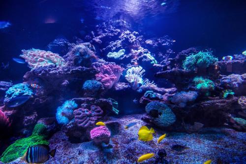 an aquarium filled with colorful fish and coral at Hotel & Medi-Spa Biały Kamień in Świeradów-Zdrój