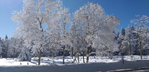 a group of trees covered in snow at Pension Berghof in Breitenbrunn