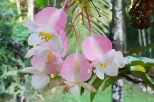 a bunch of pink flowers hanging from a tree at Pousada Bem Querer in Penedo