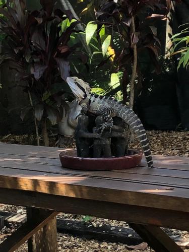 Imagen de la galería de Grey Gum Lodge, en Nimbin