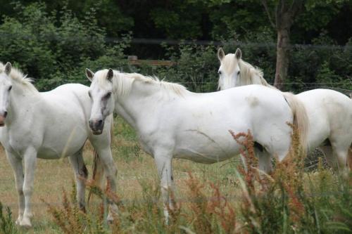 a group of three white horses standing in a field at Maison calme avec jardin et parking privés in Marsillargues