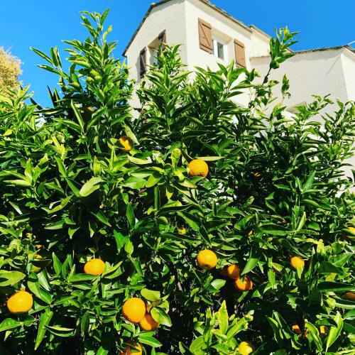 an orange tree in front of a building at vita nova in Santa-Maria-di-Lota