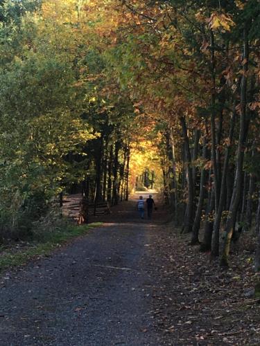 a dirt road with trees on either side at Restaurace Staré Sedlo in Orlík