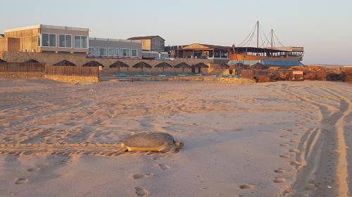 a turtle laying in the sand on a beach at Turtle Beach Resort in Al Ḩadd