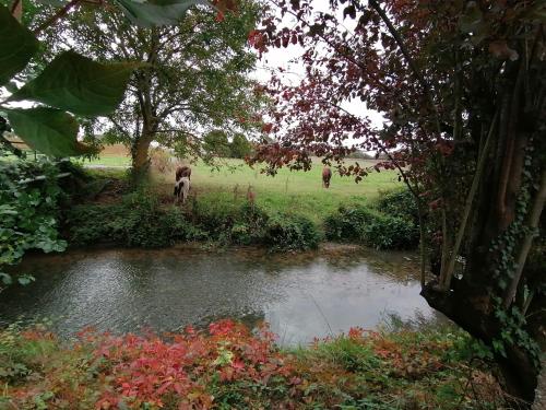 two cows grazing in a field next to a pond at Cocottes & Colibri in Châtellerault