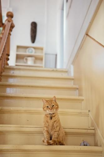 an orange cat sitting on the stairs at Auberge Carpe Diem in Baie-Saint-Paul
