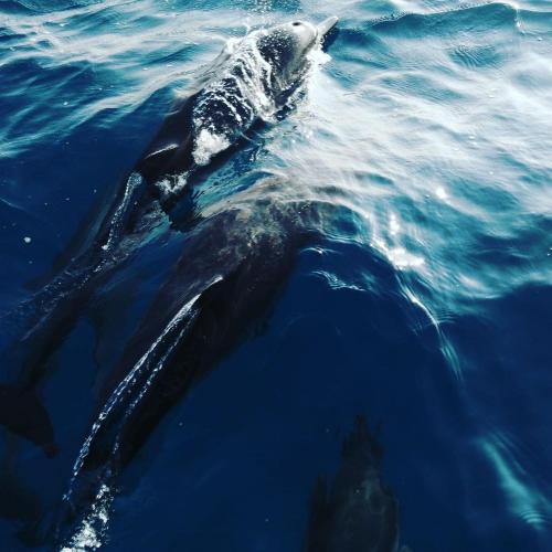 two dolphins are swimming in the water at Palms Retreat in Fulhadhoo