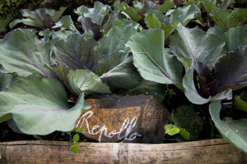 Jardín al aire libre en Samaná Ecohabs Glamping