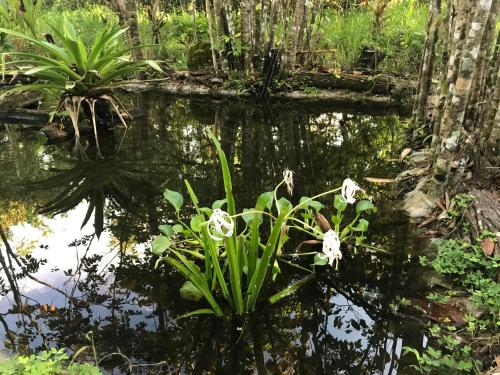 a garden with white flowers in the water at La Palapa Hut Nature Hostel in Puerto Jiménez