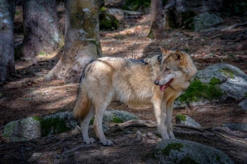 a wolf standing on some rocks in a forest at Horská Kvilda - Ubytování U Chvalů in Horská Kvilda