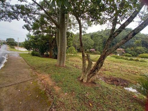 a tree on the side of a road at Chalés Encantos de Cunha Azul in Cunha