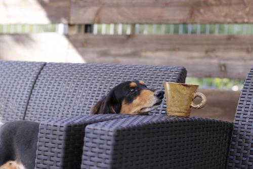 a dog laying on a wicker table with a cup at Nangoku Lodge Booya in Onna
