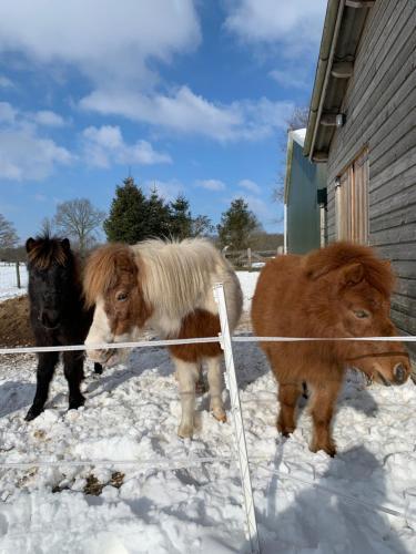 two horses standing in the snow next to a building at Hoeve Zandbelt in Markelo