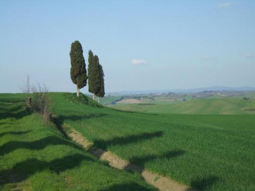 two trees on top of a green field at Antica Dimora in Monteroni dʼArbia