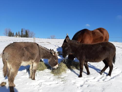 a group of three horses eating hay in the snow at Ötscherblick Fam Winter in Frankenfels
