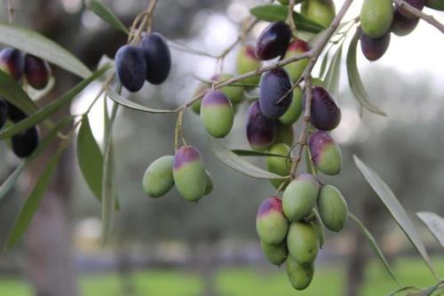 a bunch of green and black fruits on a tree at B&B Villa Flora in Santeramo in Colle