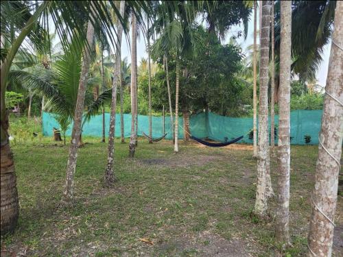 a hammock in the middle of a forest of palm trees at Blue Lagoon Resort, Neil Island in Neil Island