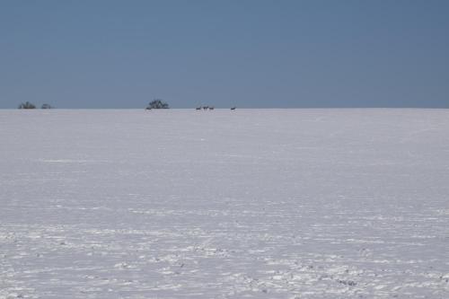 a field of snow with a group of animals in the distance at Chata Lucie pod Řípem in Roudnice nad Labem